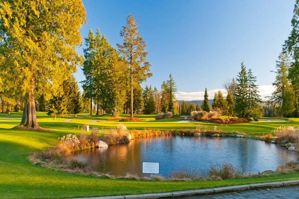 A pond lined with brush next to a bath and greenway.